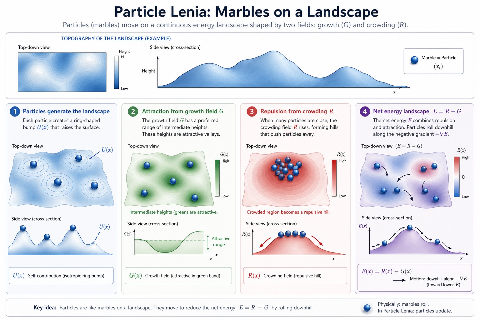 Particle Lenia — Marbles on a Landscape